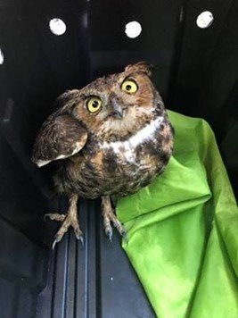 The rescued great horned owl.